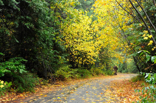 Fallen leaf road stock or wall