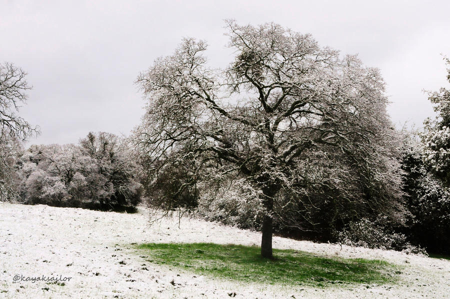 snow dusting