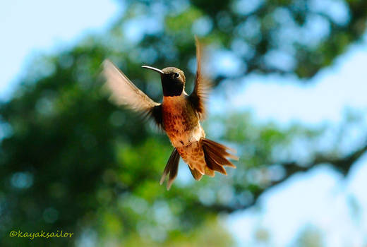 Black Chinned Hummingbird