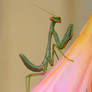 Mantis with a lady