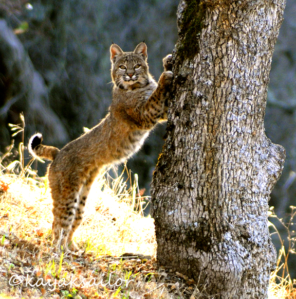 Tree hugger crop