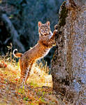 Rework Tree Hugger or The Chippendale Pose by kayaksailor