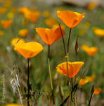 Poppy Crop by kayaksailor