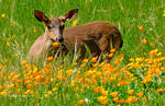 Poppy picking by kayaksailor