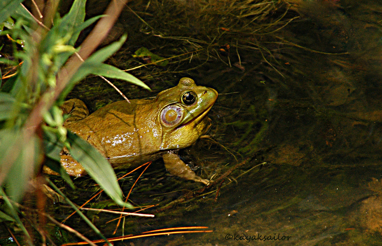 life in the swamp