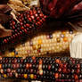 colorful corn