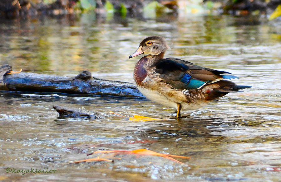 mystery duck - who am I?