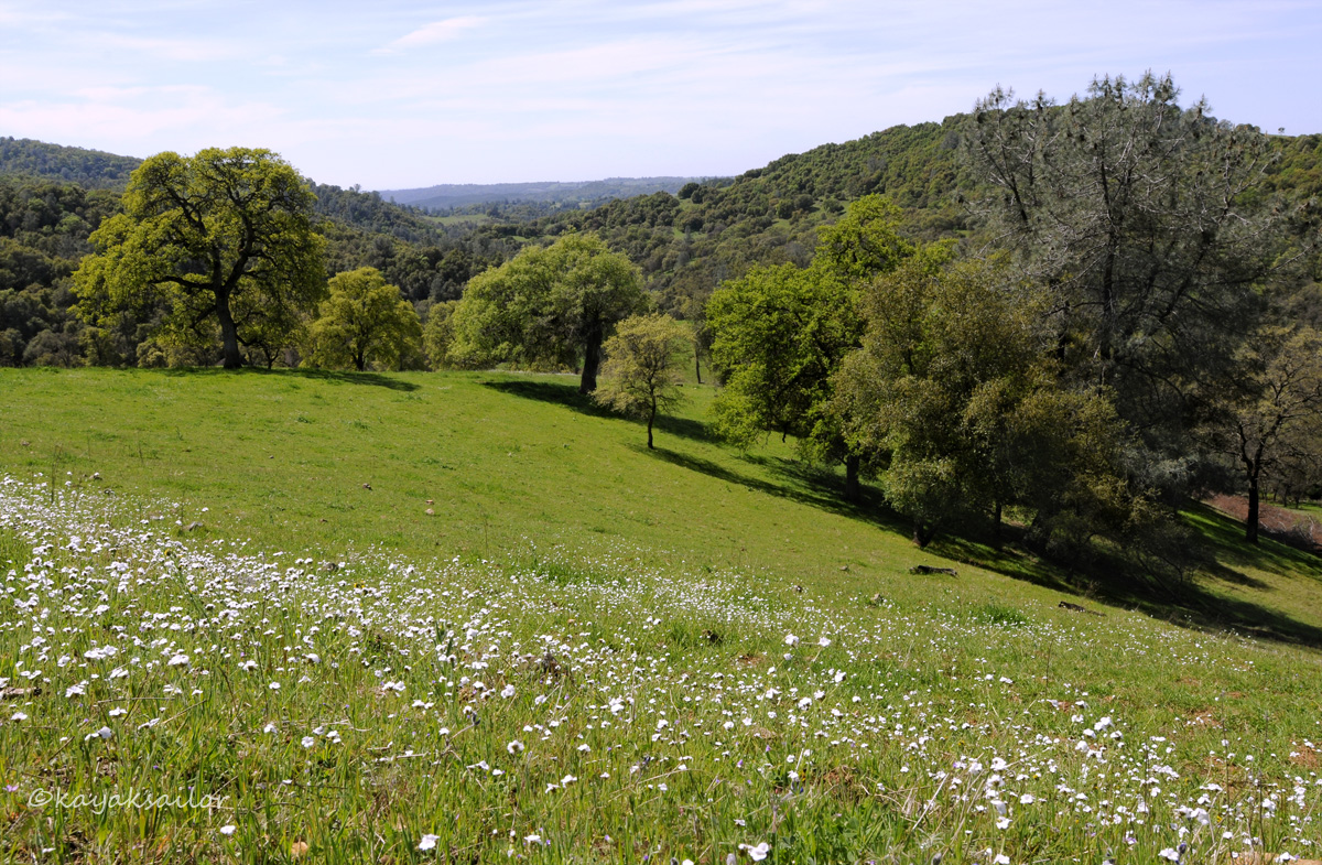 Spring in the Foothills