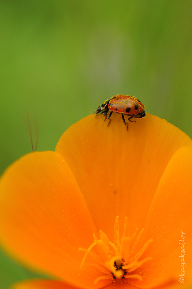 Covered with Spring