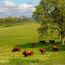 California Happy Cows