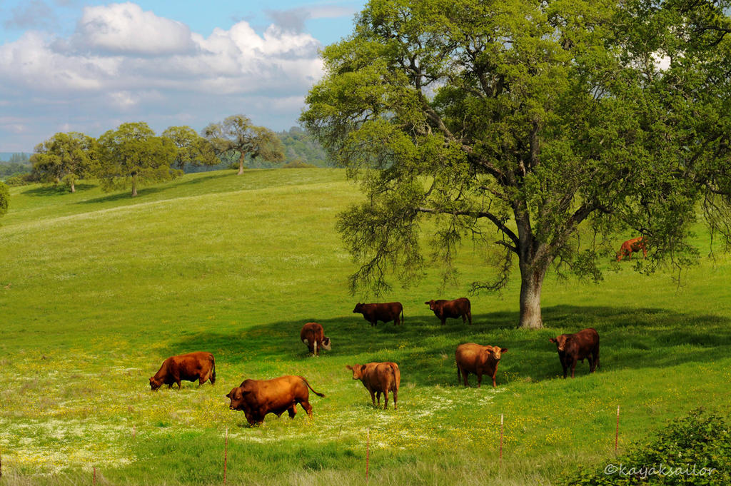 California Happy Cows