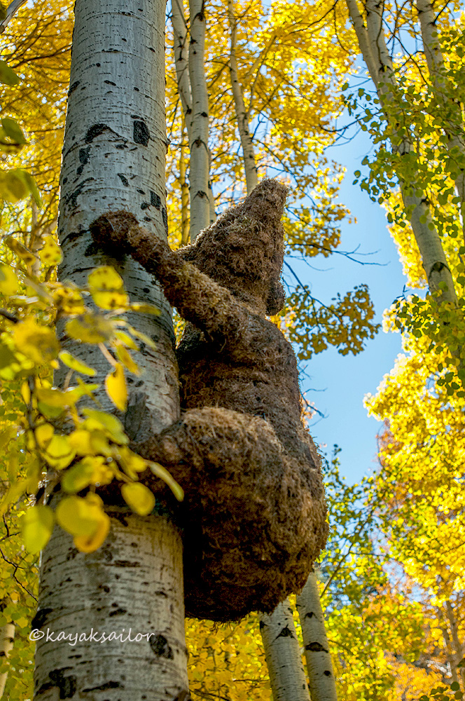 Bear in the woods