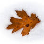 Oak leaf on snow