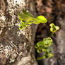 Springing from the rock