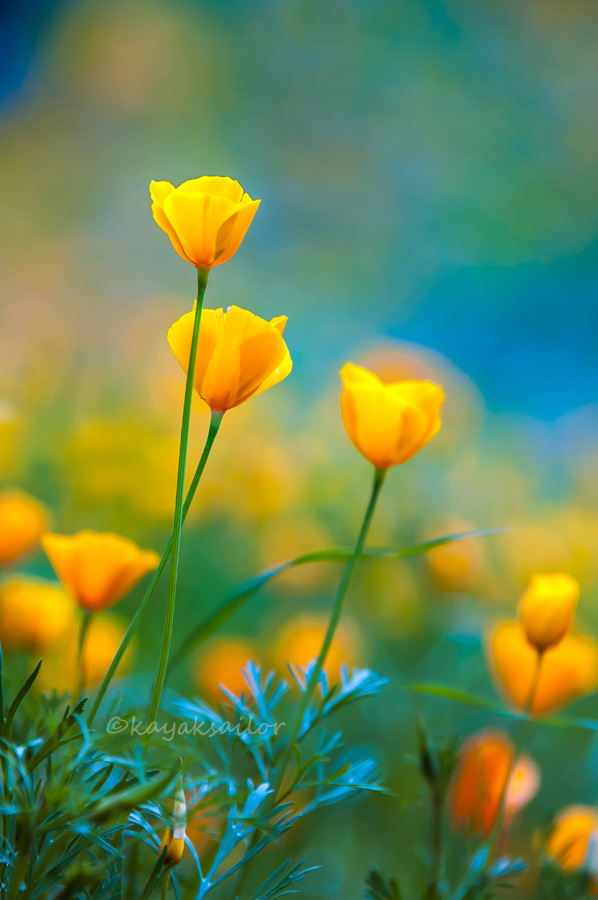 Poppies in the blue by kayaksailor