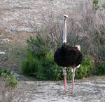 Ostrich in California? by kayaksailor