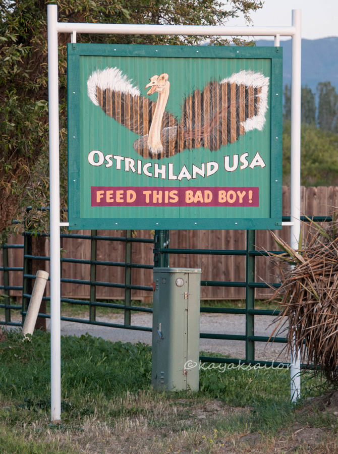 Ostrich Sign