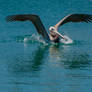 Pelican splash down