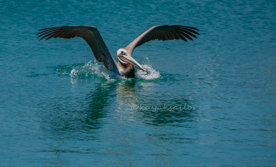 Pelican splash down