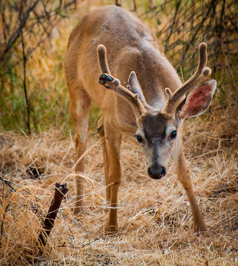 Buck outa the box