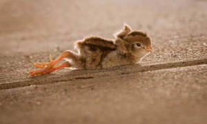 Quail chick stretch