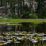 Lily pond