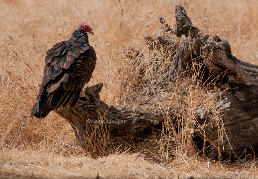 Vulture poised