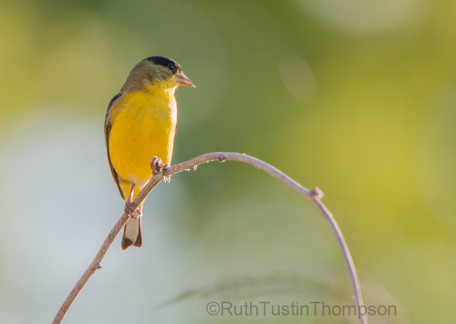 Goldfinch on a stick