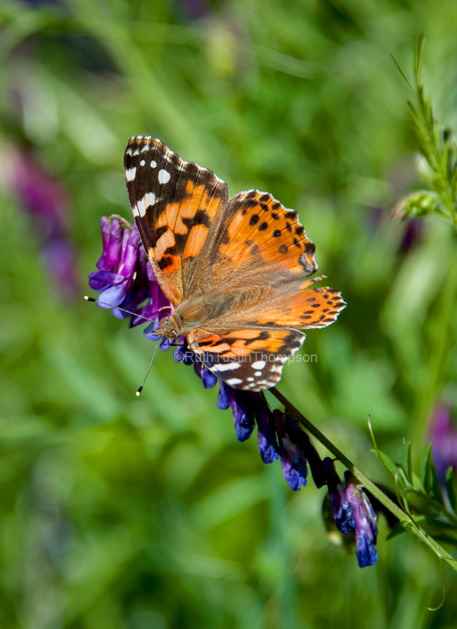 Butterfly season