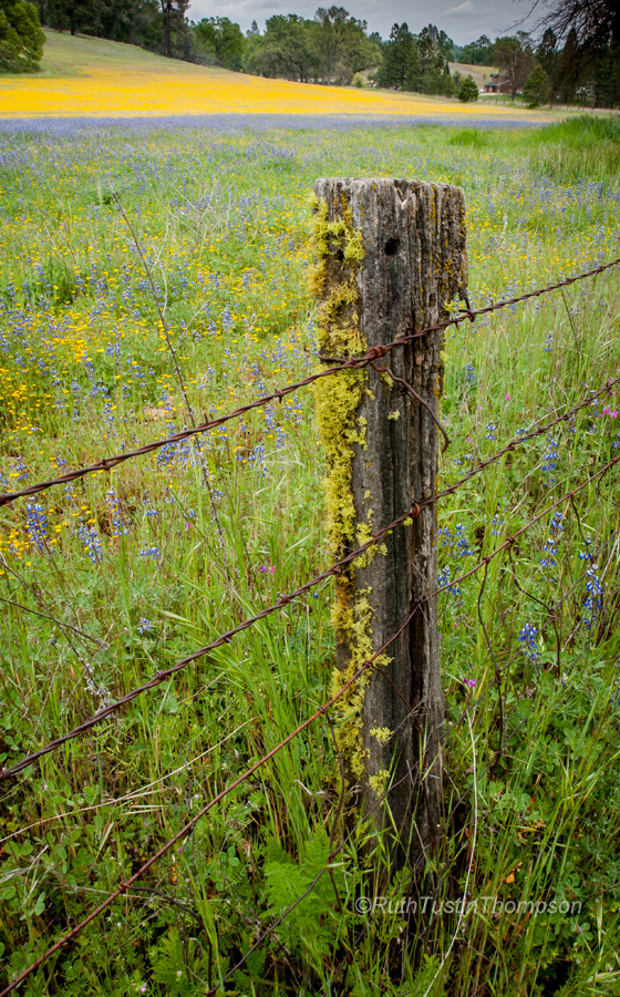 Edge of the field