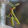 Mantis on the deck