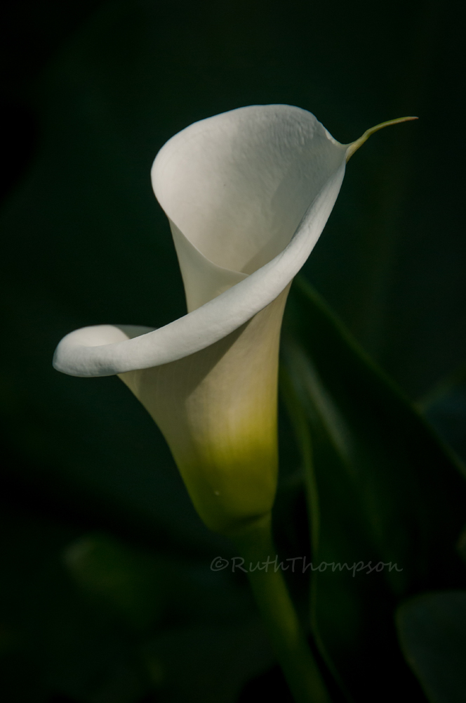 curvy calla