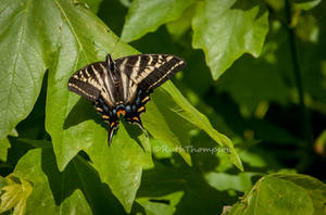 Dark swallowtail