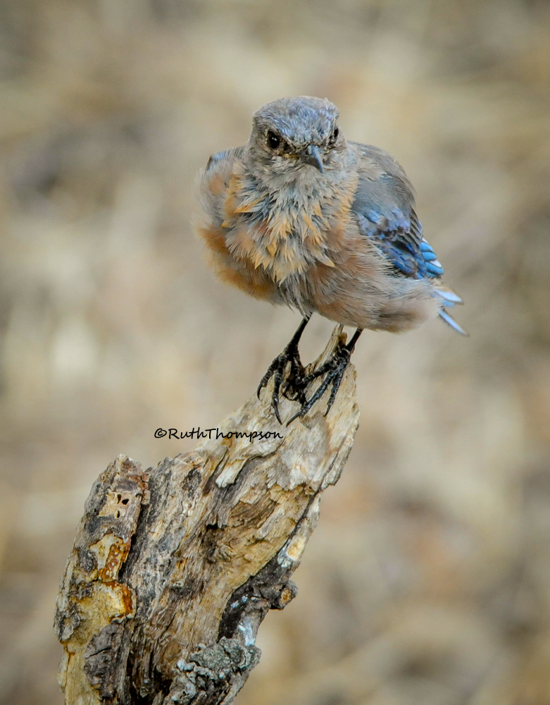 perched