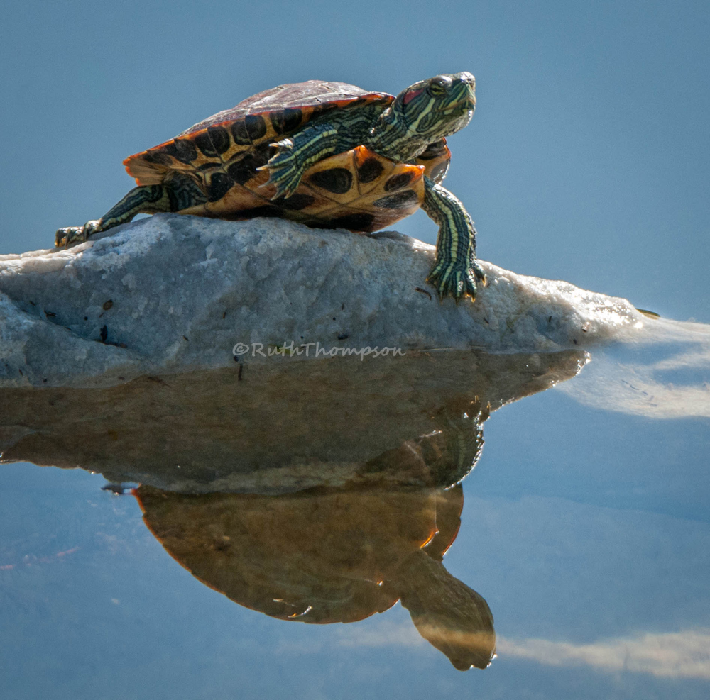 On a rock