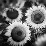 Sunfaces bw