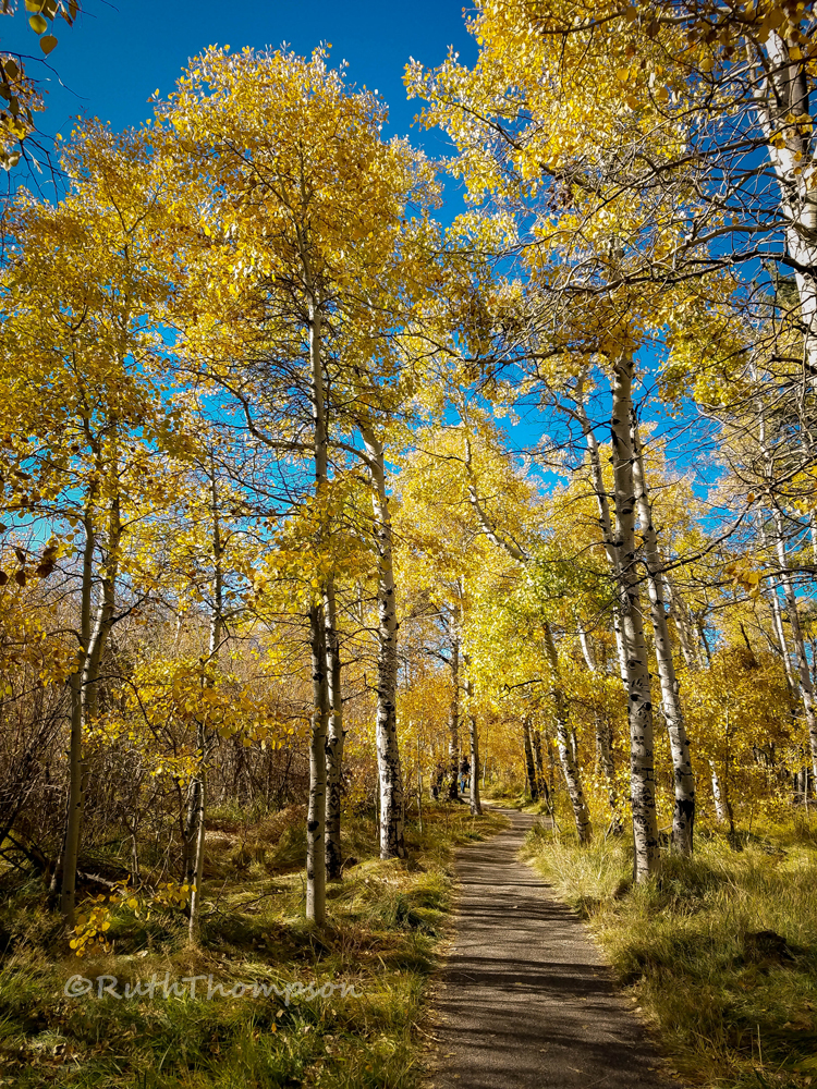 Trees aglow