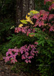 California Autumn color by kayaksailor