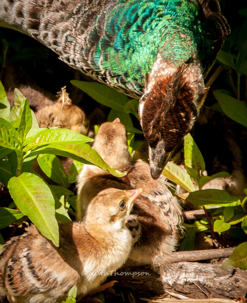 Mama and babies