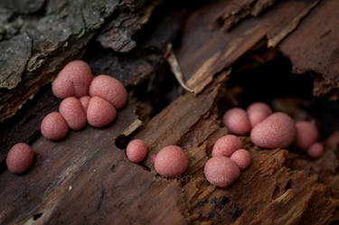 Pink fungus