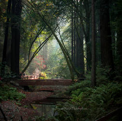 Portal through the trees