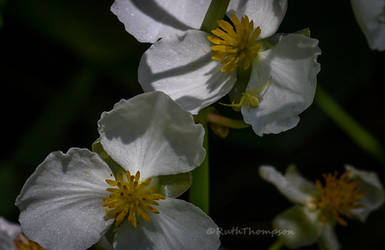 Lotus position