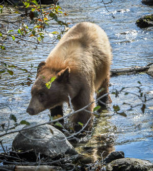 Searching for lunch