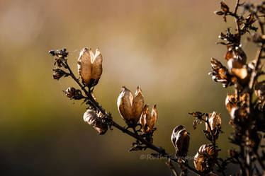 Autumn seedpods