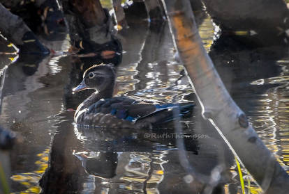 Wood duck floats