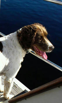 Springer Spaniel