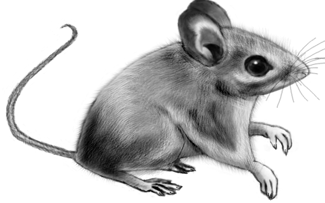 Paramiscus Mouse Peromyscus by LittleMonster-Evfan on DeviantArt