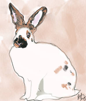 Rhinelander Rabbit Body Shape Lemmunjuse - Hobbyist, Traditional Artist | DeviantArt