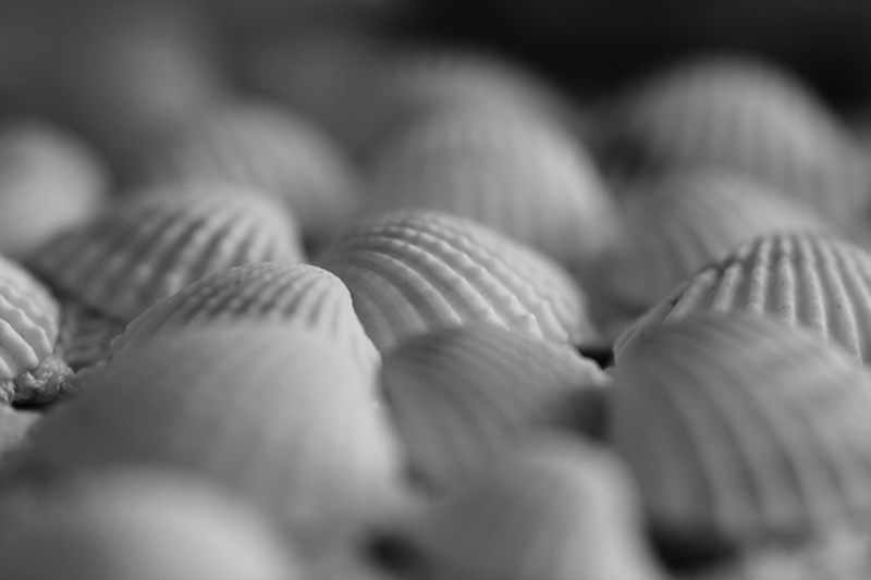 Shells