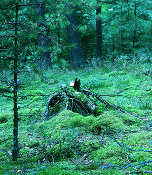 Tree stump